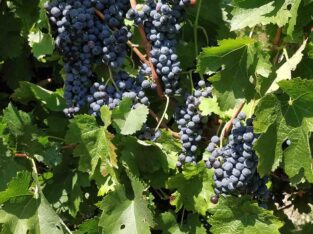Francuske vinske sorte grožđa – PRODAJA